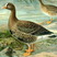 Lesser White-fronted Goose